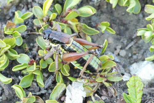 Réf. 213 405 : Anonconotus occidentalis